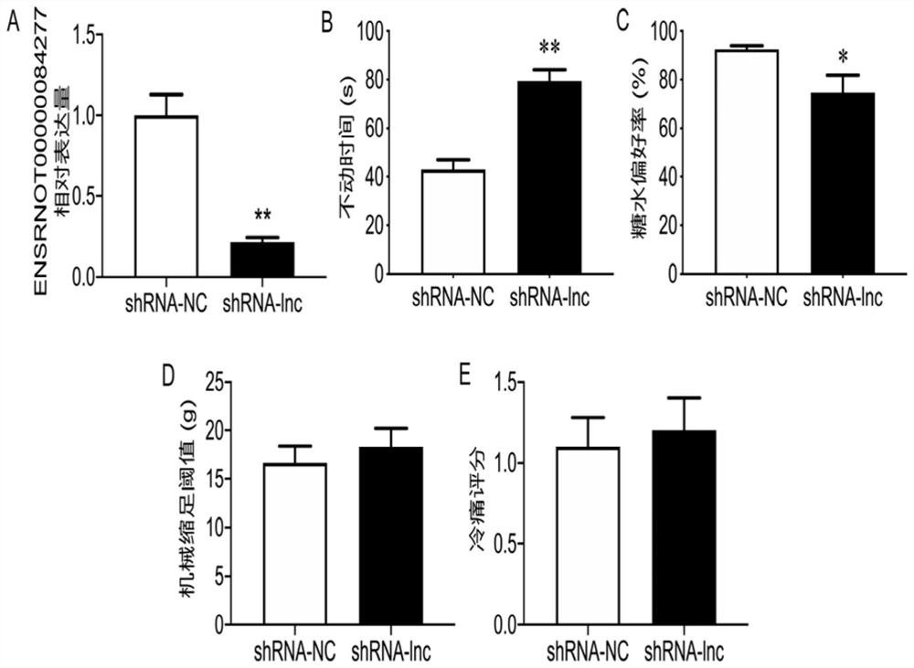 Application of ENSRNOT00000084277 in preparation of medicine for preventing and treating chronic pain related depressive emotion