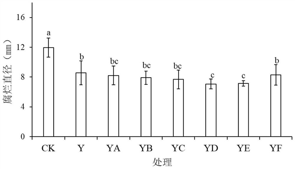 Method for preventing and controlling postharvest diseases of grapes by gamma-aminobutyric acid induced culture of sporidiobolus pararoseus Y16