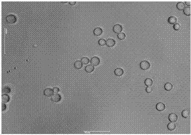 High-salt-tolerance Zygosaccharomyces rouxii A