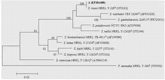 High-salt-tolerance Zygosaccharomyces rouxii A