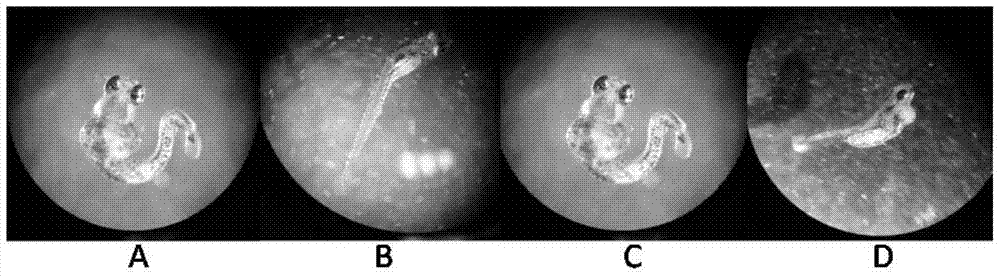 A method for predicting early life-stage embryotoxicity of zebrafish from novel pollutants from nonsteroidal anti-inflammatory drugs