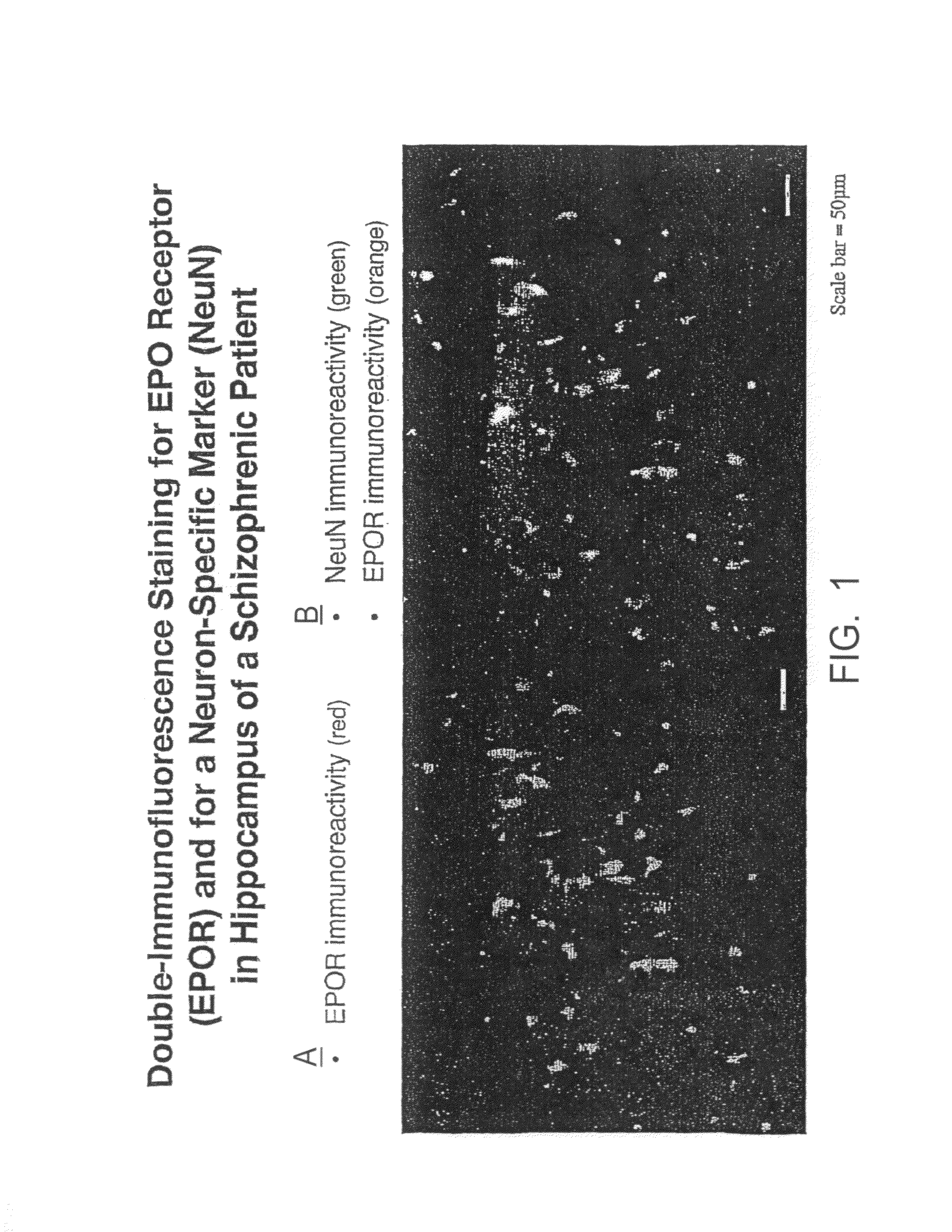 Use of erythropoietin and substances increasing and/or prolonging the activation and/or stimulation of erythropoietin receptors for treating and/or preventing schizophrenia and related psychoses