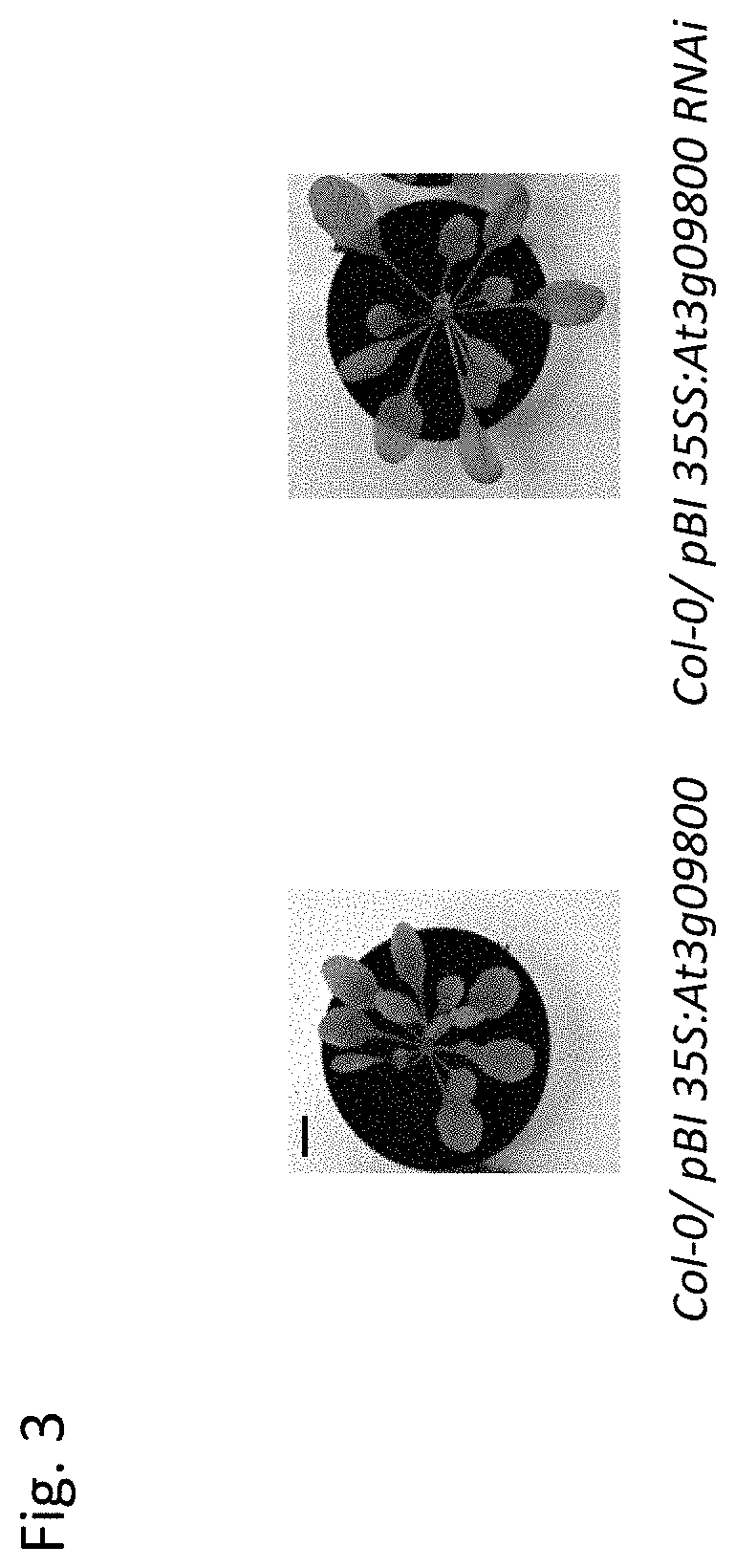 Plant in which expression of a clathrin and/or coatomer subunit is suppressed or inhibited, a method for increasing the production of plant biomass and a method for producing a plant