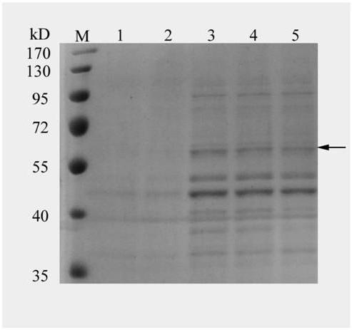 Chickenpox-zoster virus glycoprotein E gene expression vector, recombinant yeast strain thereof and application thereof