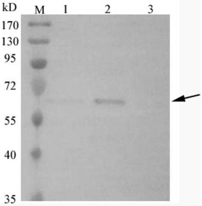 Chickenpox-zoster virus glycoprotein E gene expression vector, recombinant yeast strain thereof and application thereof