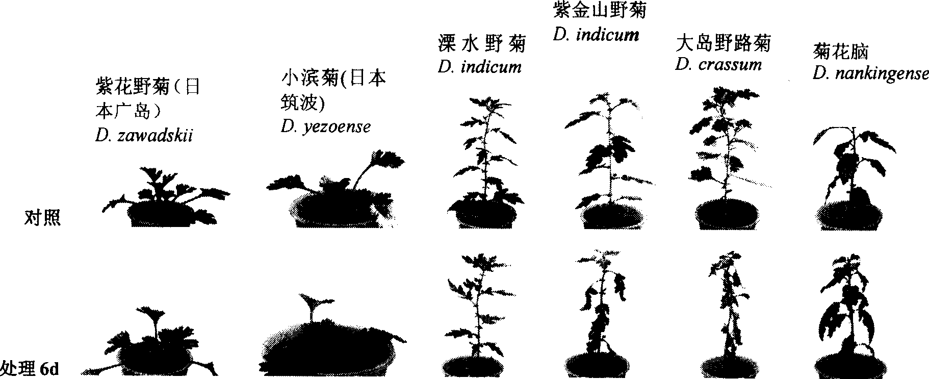 Evaluating and identifying method for waterlogging tolerance of chrysanthemum