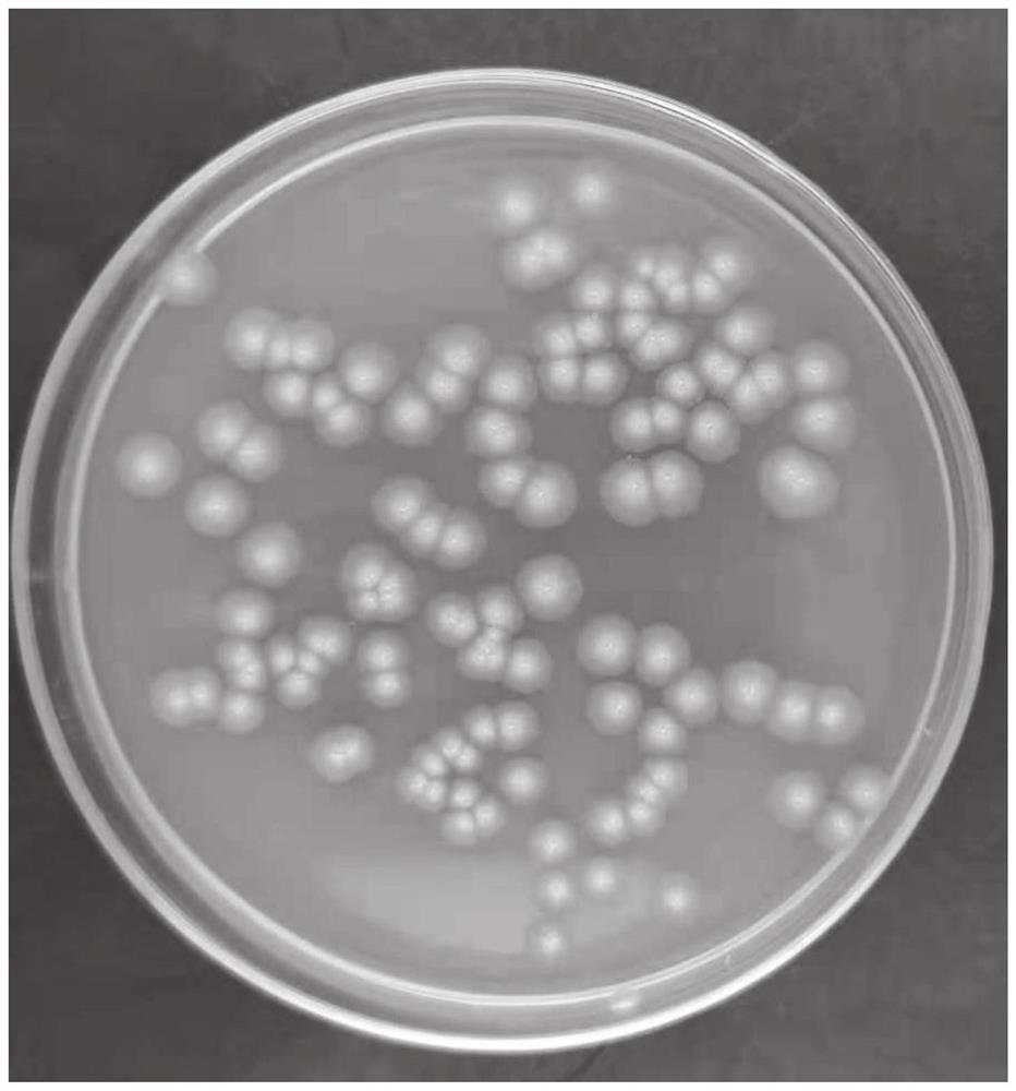 Sesbania cannabina endophytic bacillus ZH60, complex microbial inoculant and corn seed culture method