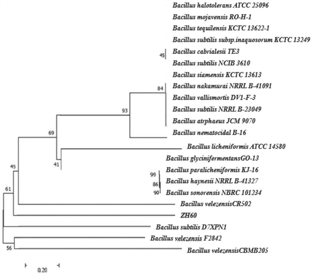 Sesbania cannabina endophytic bacillus ZH60, complex microbial inoculant and corn seed culture method