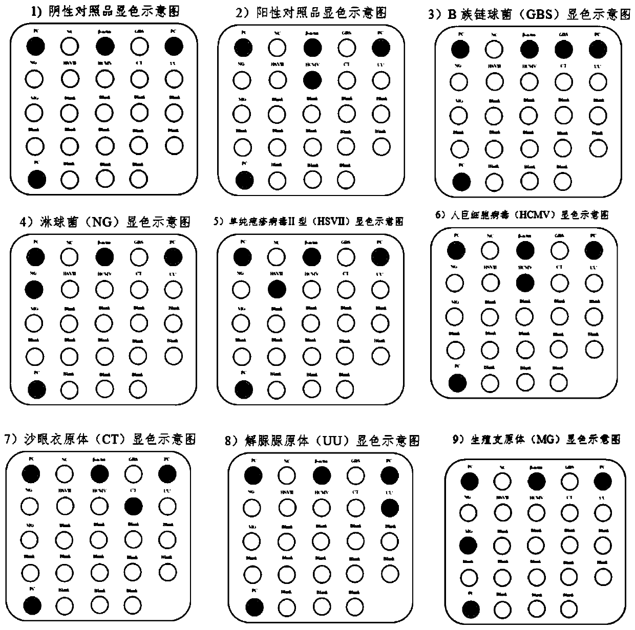 Nucleic acid group, kit and detection method for intrauterine microbiological detection of pregnant and lying-in women