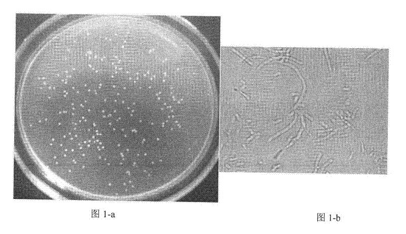 Achromobacter xylosoxidans MG1 strain and application thereof