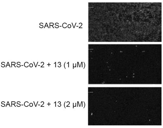 Application of polycyclic polyketone compound in preparation of medicine for resisting novel coronavirus