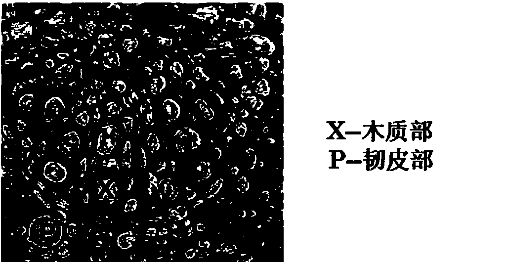 Medicine for treating yellow shoot disease to bear good fruits and preparation method and use method thereof