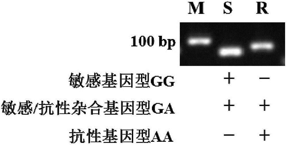 Molecular detection method for resistance of chilo suppressalis to chlorantraniliprole and primers special for method