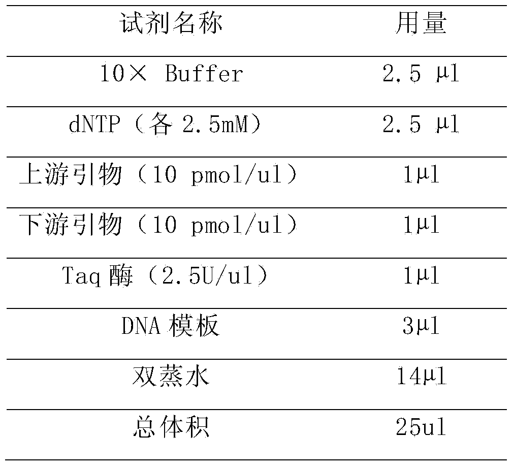 Pair of specific primers and probe for detection of CYP2C19 gene chip