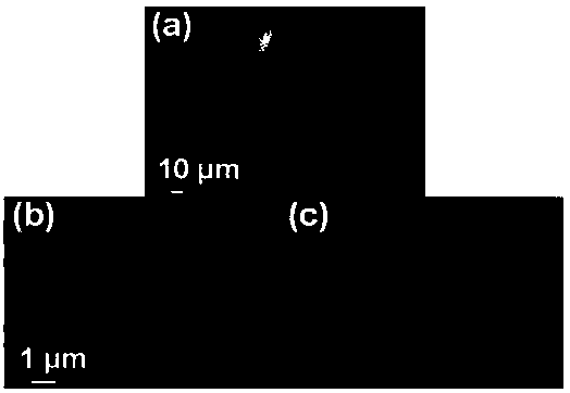 Graphene foam-nickel oxide composite electrode material and preparation method thereof