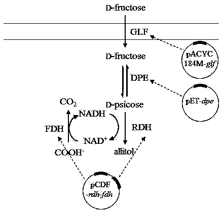 Escherichia coli engineered strain for producing allitol by virtue of biotransformation as well as construction method and application thereof