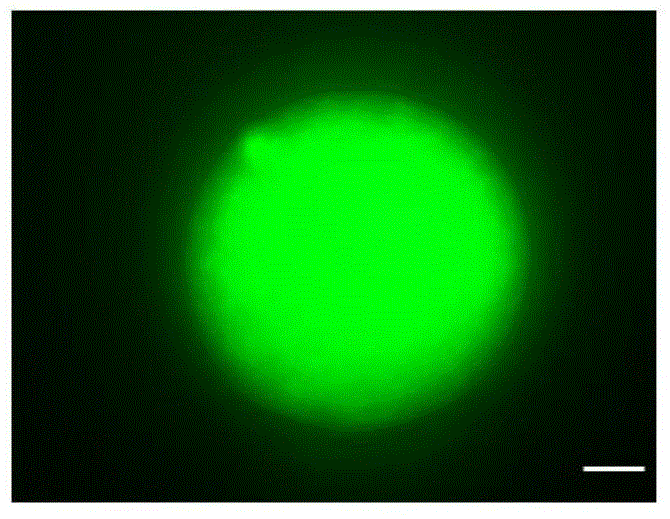 Method for efficiently protecting mitochondrial function of vitrified frozen bovine oocyte