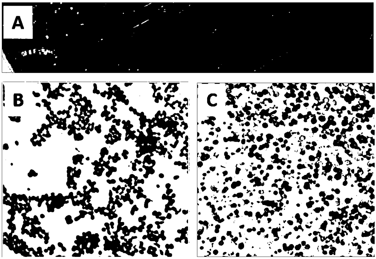 Multi-functional arthrobacter Fp64 for controlling soil phosphorus loss and application thereof