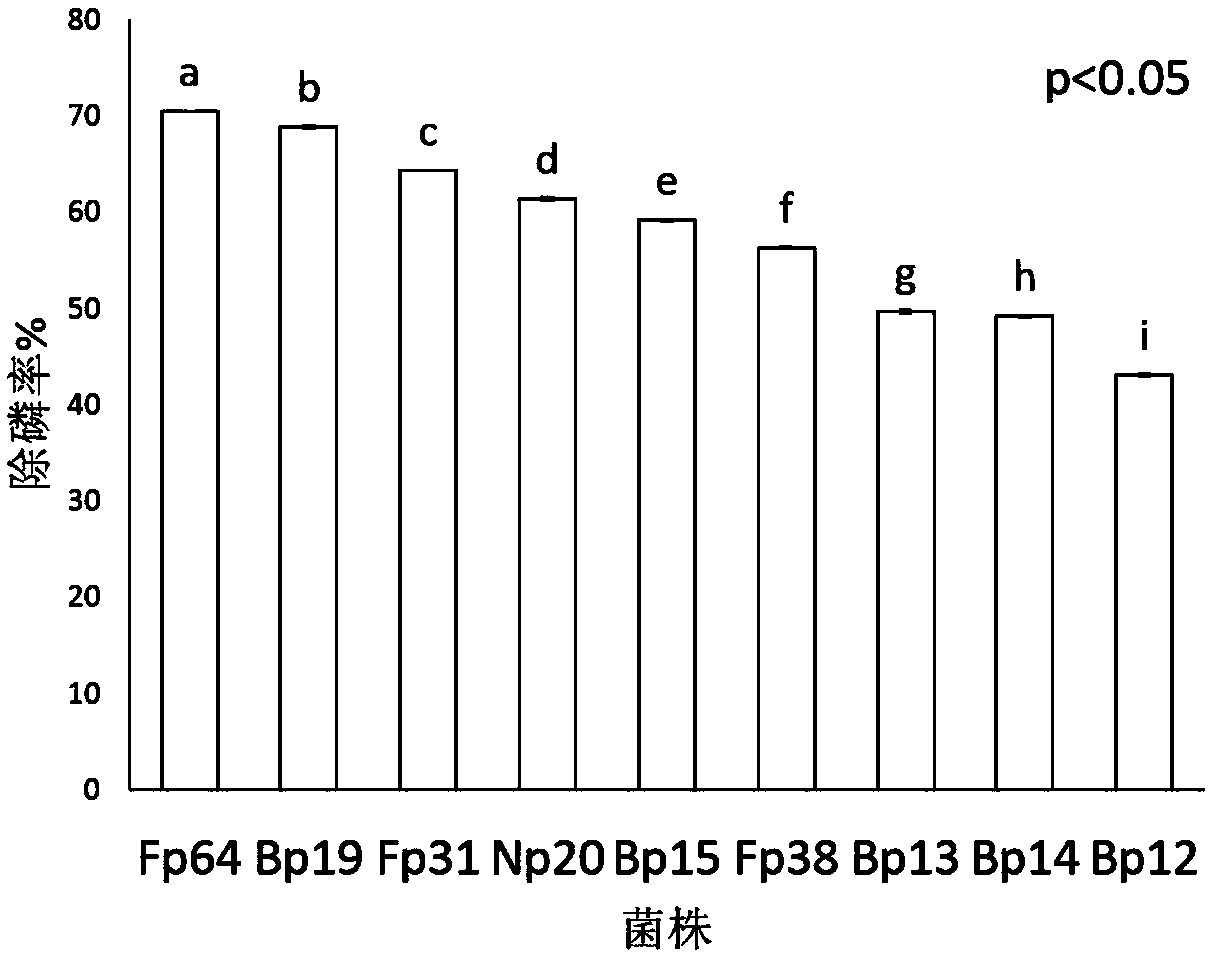 Multi-functional arthrobacter Fp64 for controlling soil phosphorus loss and application thereof