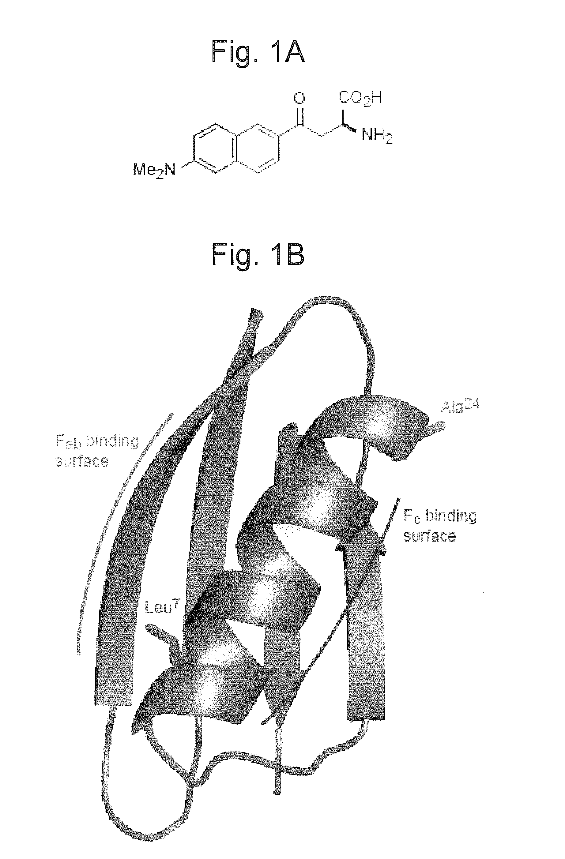 Nonlinear optical detection of molecules comprising an unnatural amino acid possessing a hyperpolarizability