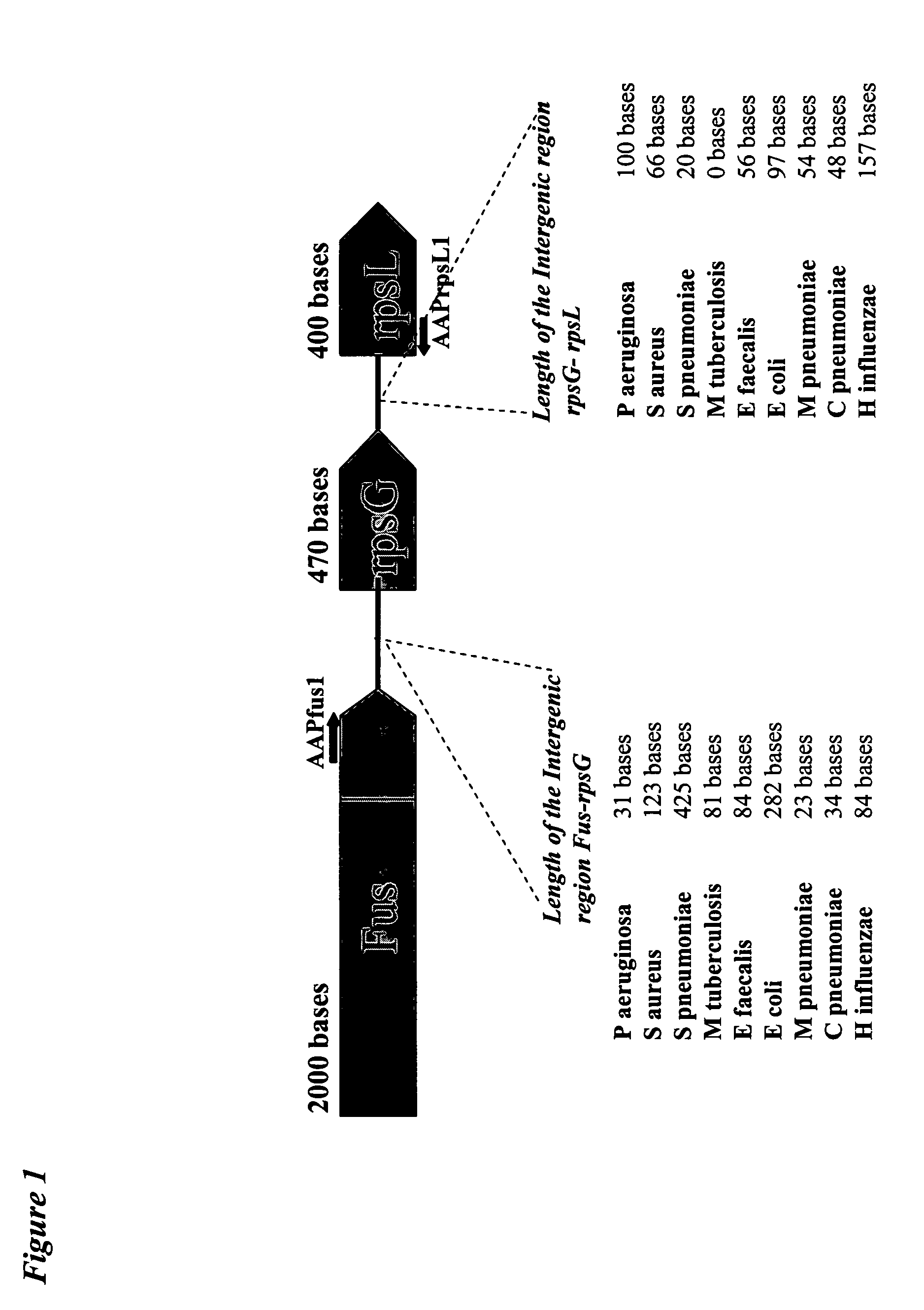 Method and kit for the detection and/or quantification of homologous nucleotide sequences on arrays