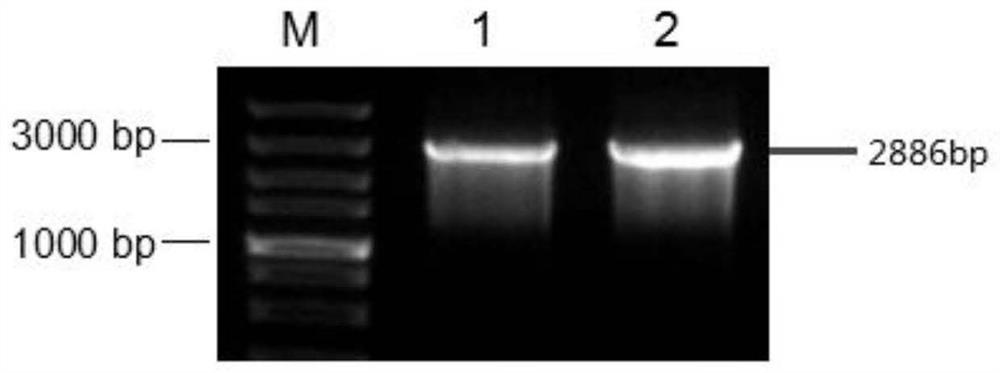 Application of cotton ghvln4 gene in resistance to Verticillium wilt