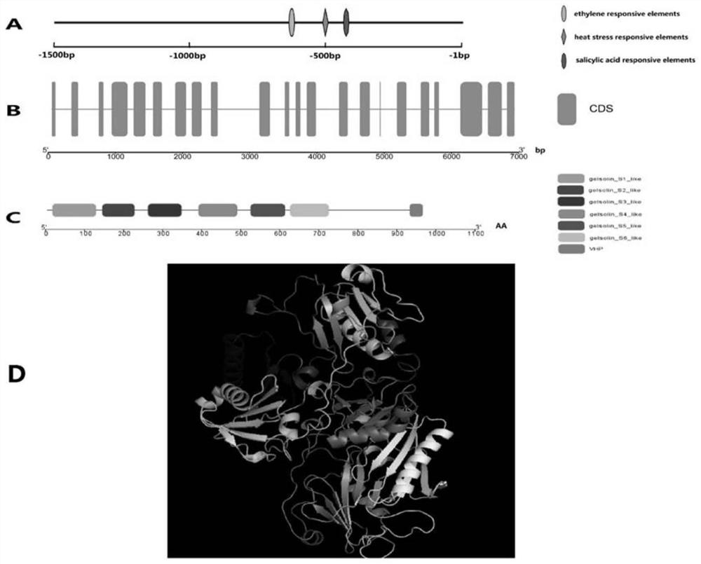 Application of cotton ghvln4 gene in resistance to Verticillium wilt