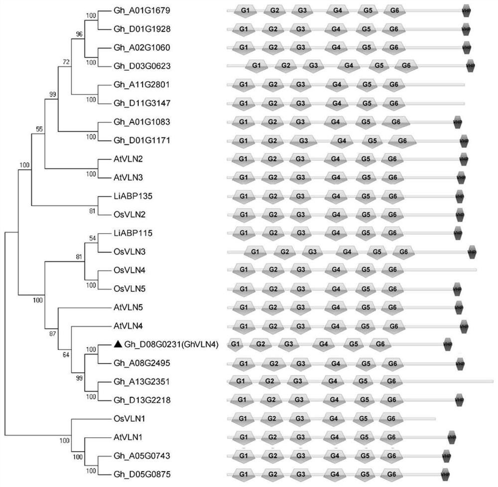 Application of cotton ghvln4 gene in resistance to Verticillium wilt