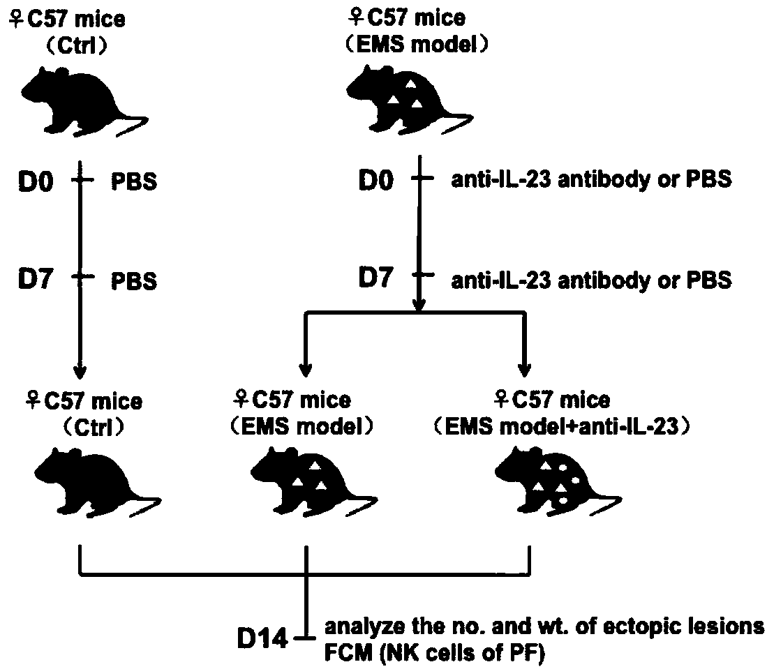 Application of interleukin 23 neutralizing antibody in preparation of drug for endometriosis