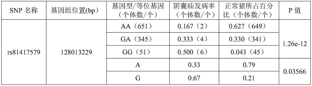 SNP molecular marker located on pig chromosome 9 and related to scrotal hernia and application