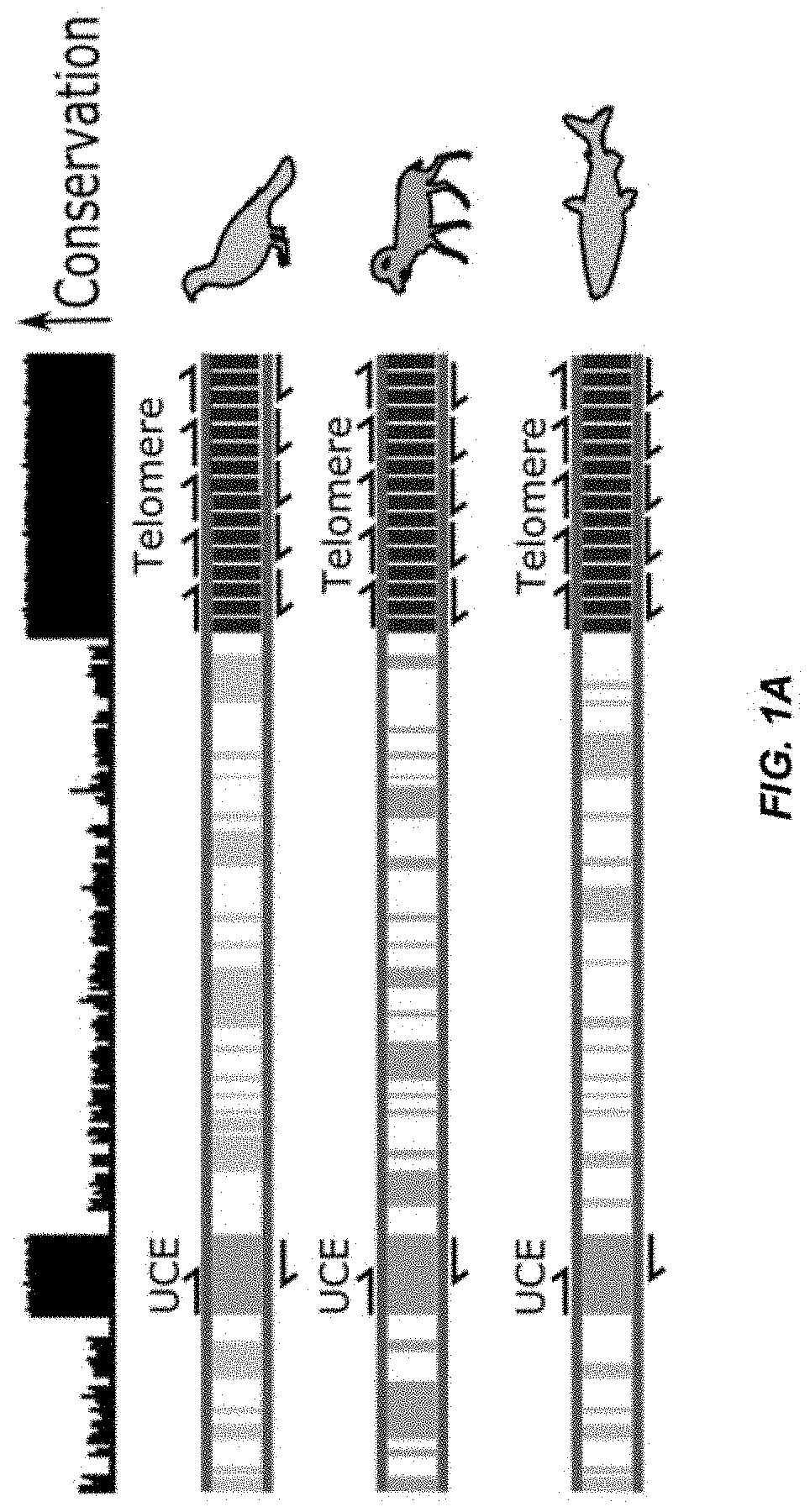 Methods and compositions for assaying repetitive sequences