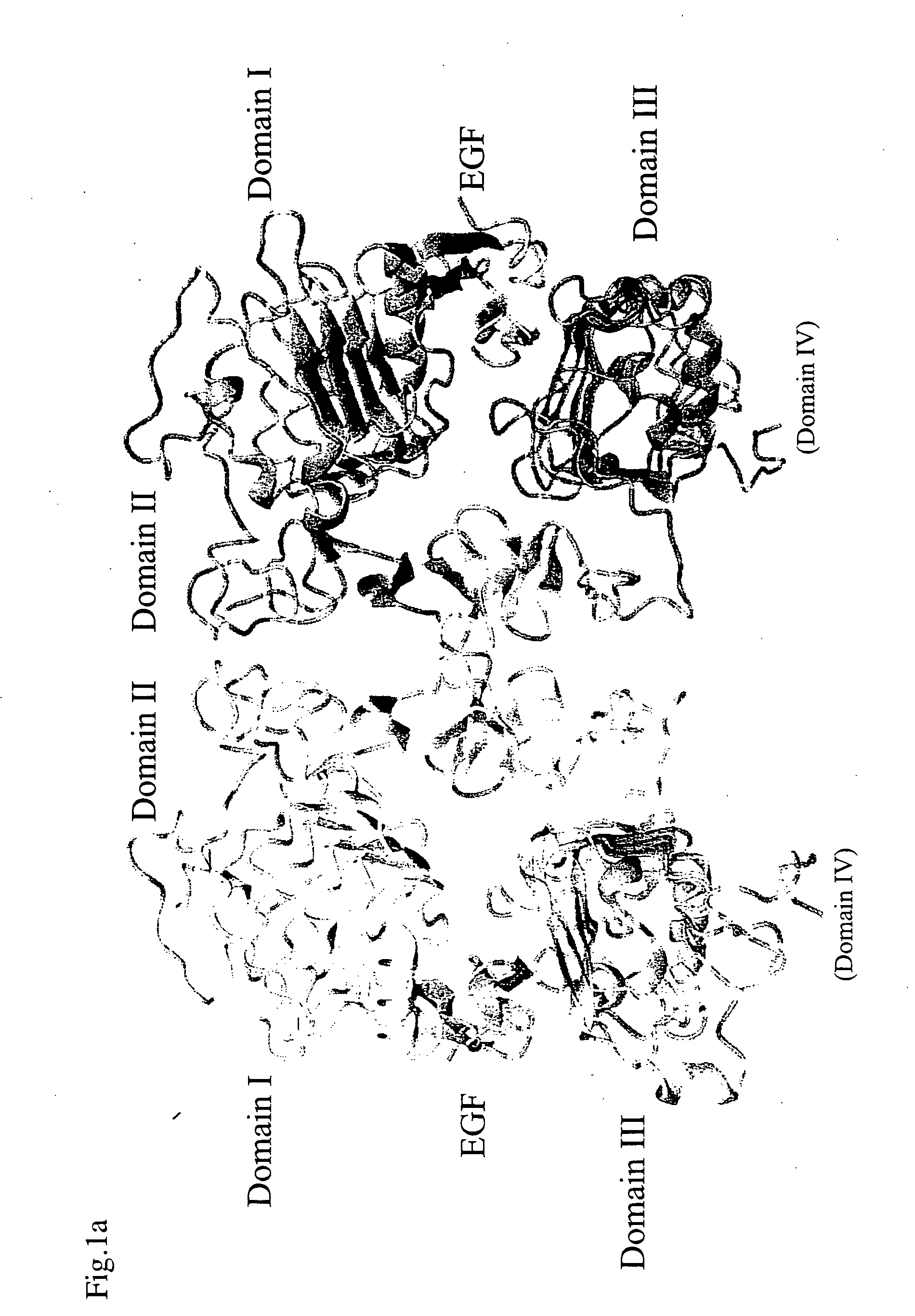 Egf/egfr complex