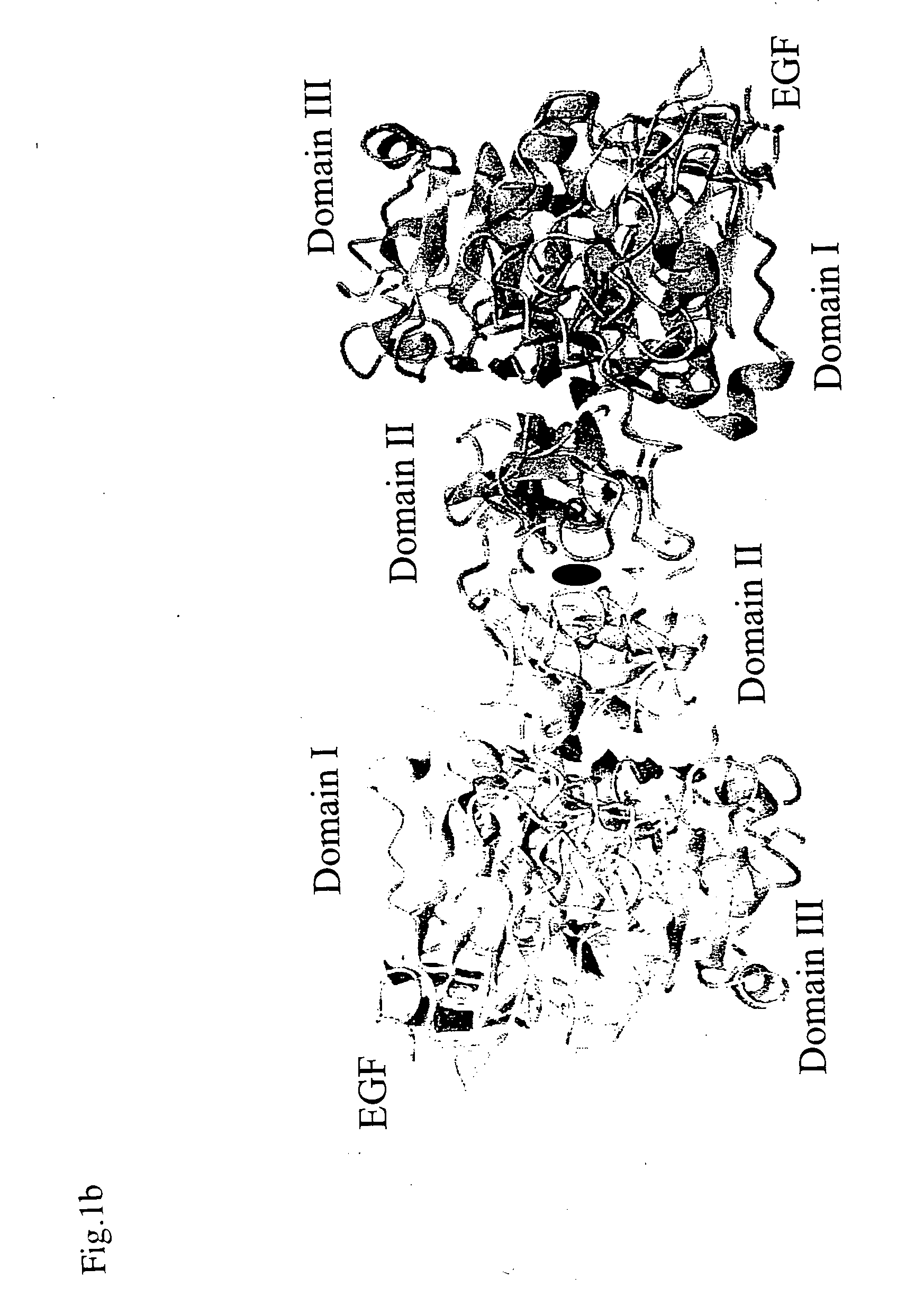 Egf/egfr complex