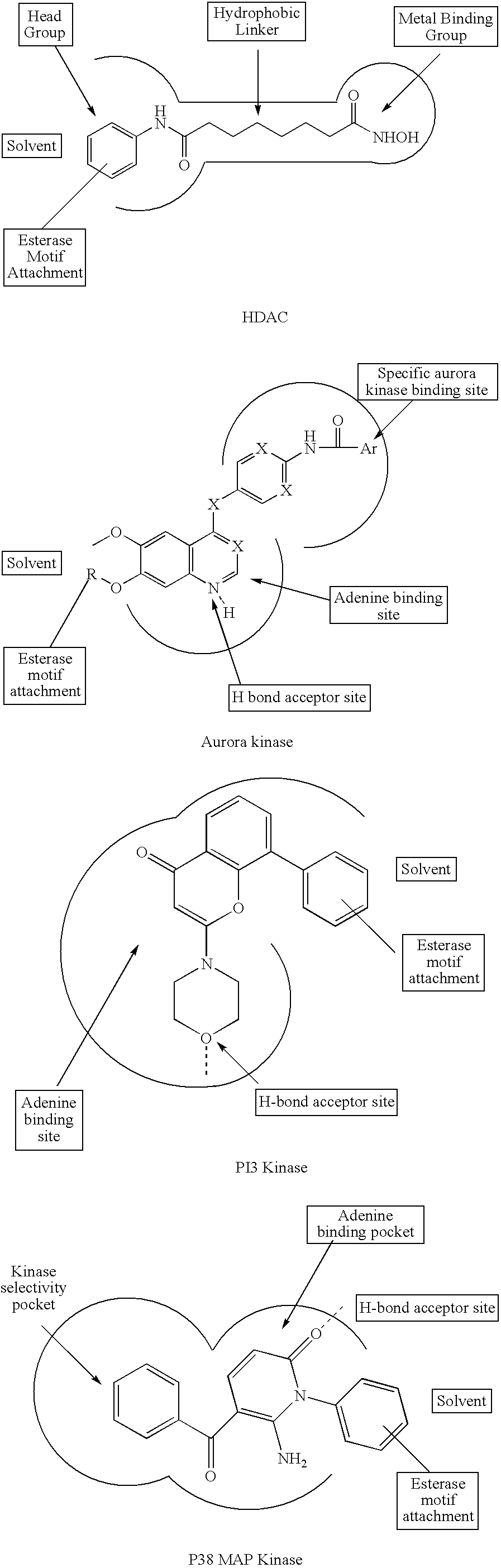 Enzyme and receptor modulation