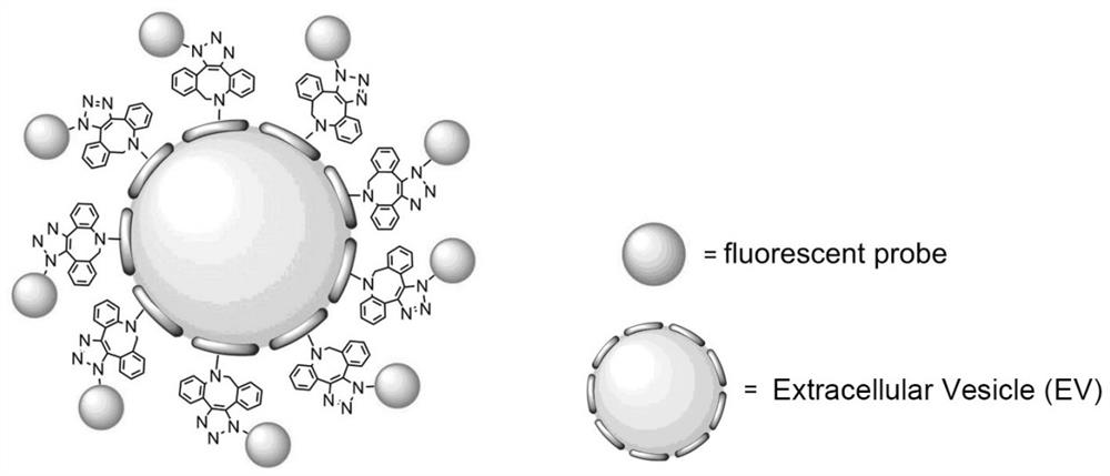 Reagent for modifying extracellular vesicles and preparation method thereof