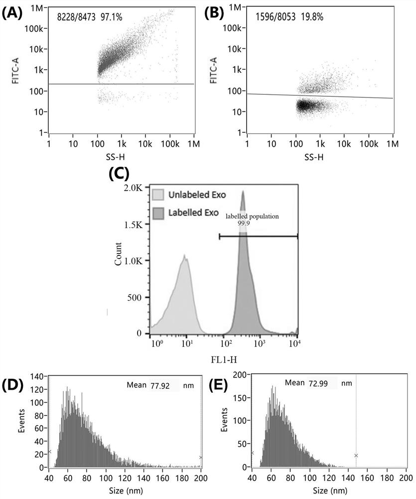 Reagent for modifying extracellular vesicles and preparation method thereof