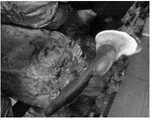 Method for germinating ganoderma lucidum (leyss.fr) karst basidiospores