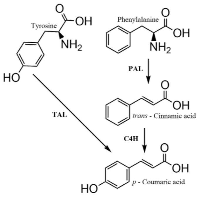 Engineering cyanobacteria for biosynthesis of p-coumaric acid and preparation method of engineering cyanobacteria