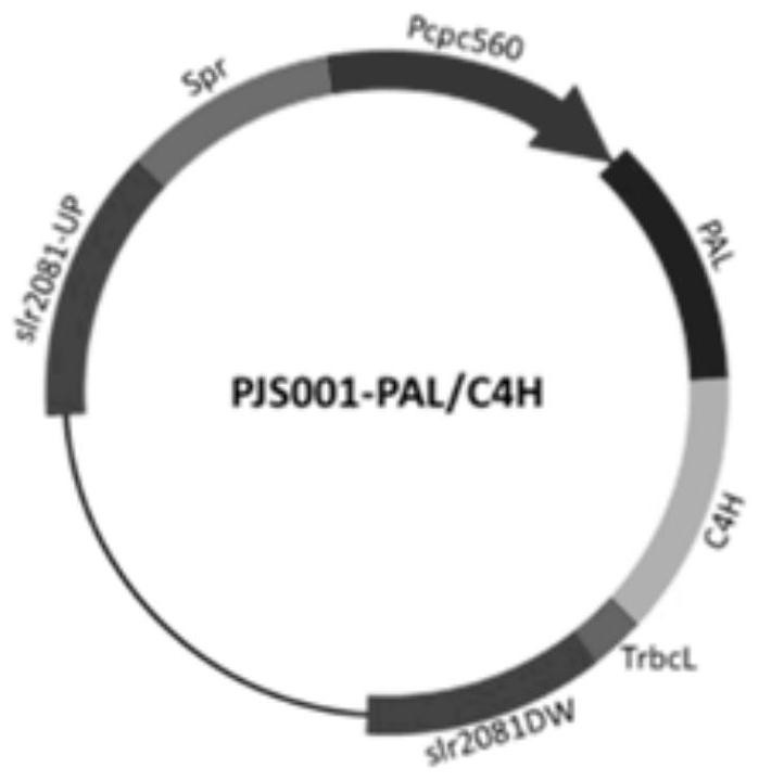 Engineering cyanobacteria for biosynthesis of p-coumaric acid and preparation method of engineering cyanobacteria