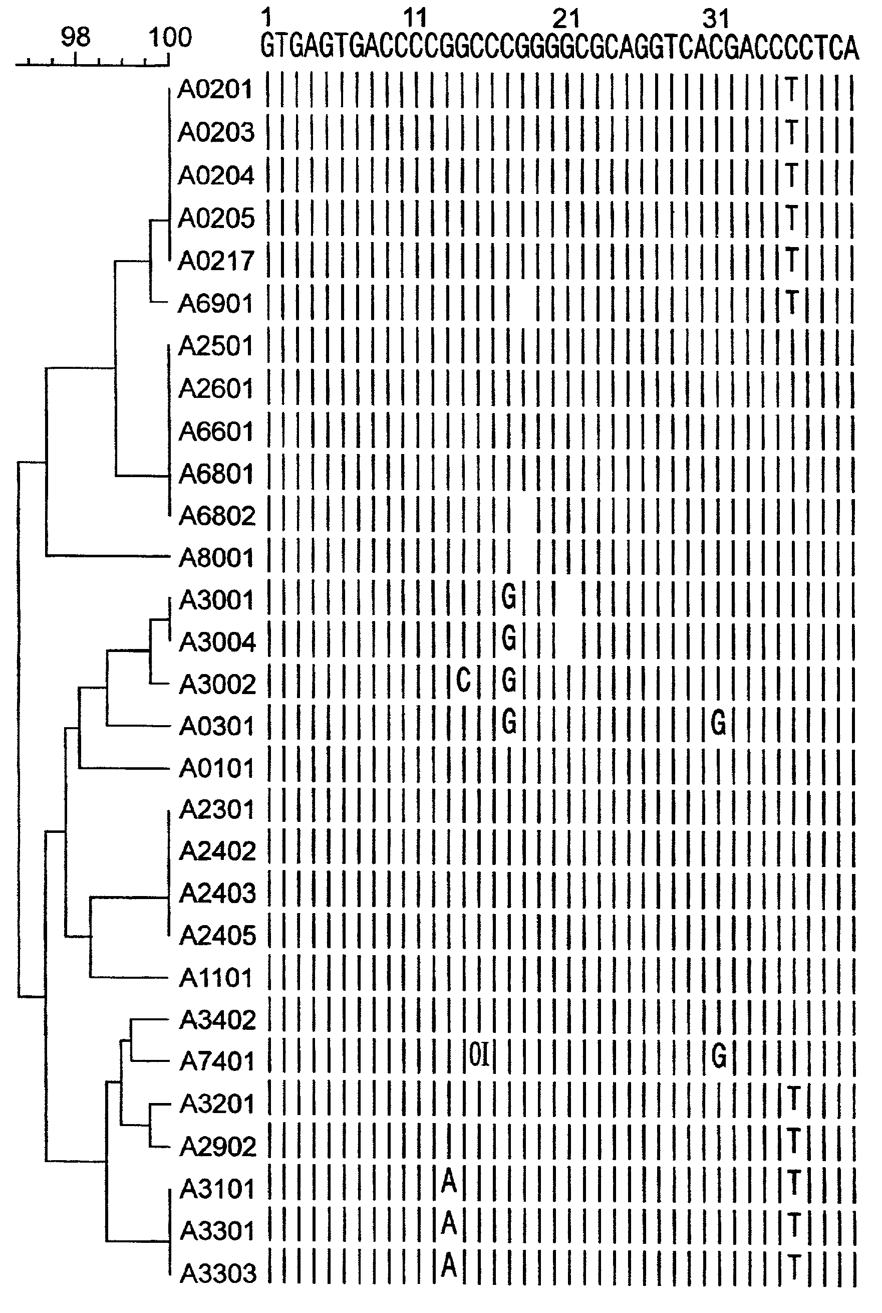 Method for the amplification of HLA class I alleles