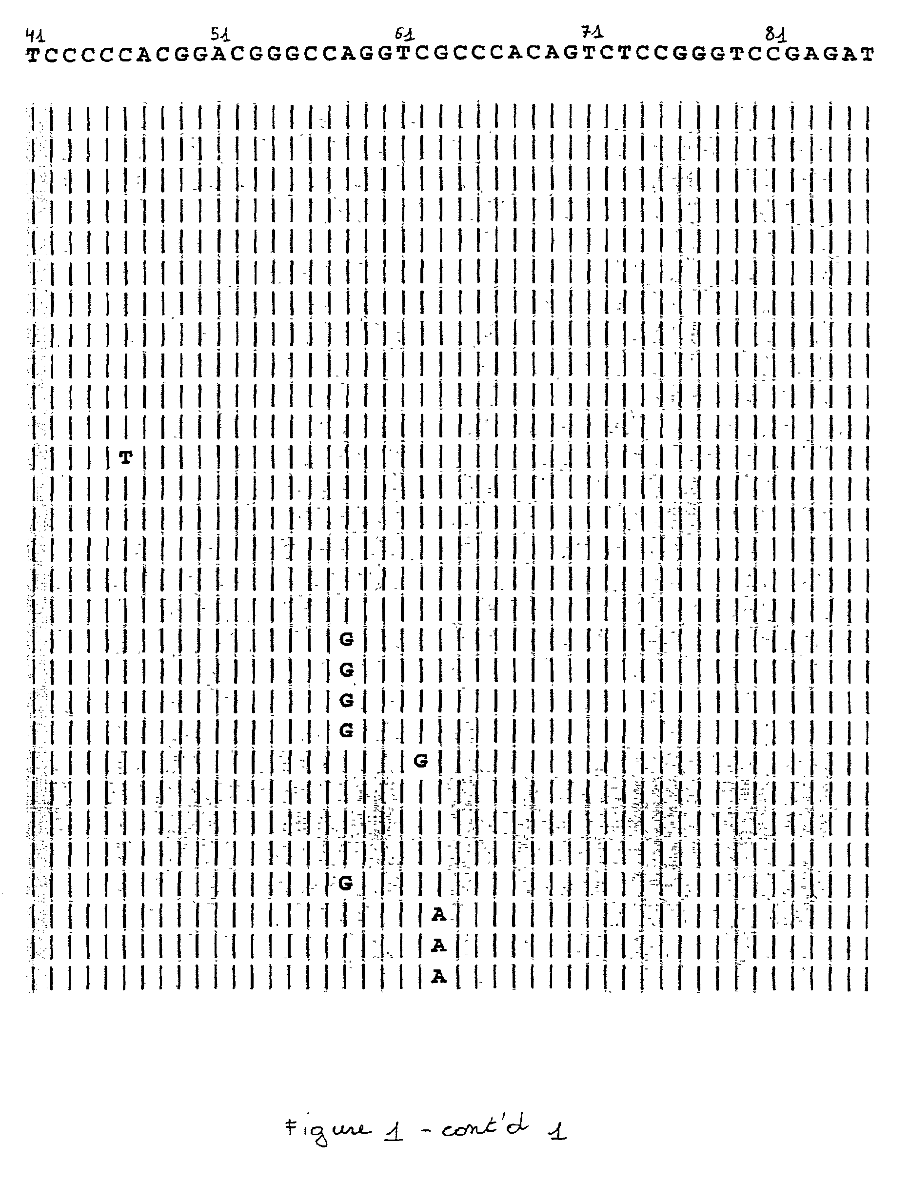 Method for the amplification of HLA class I alleles