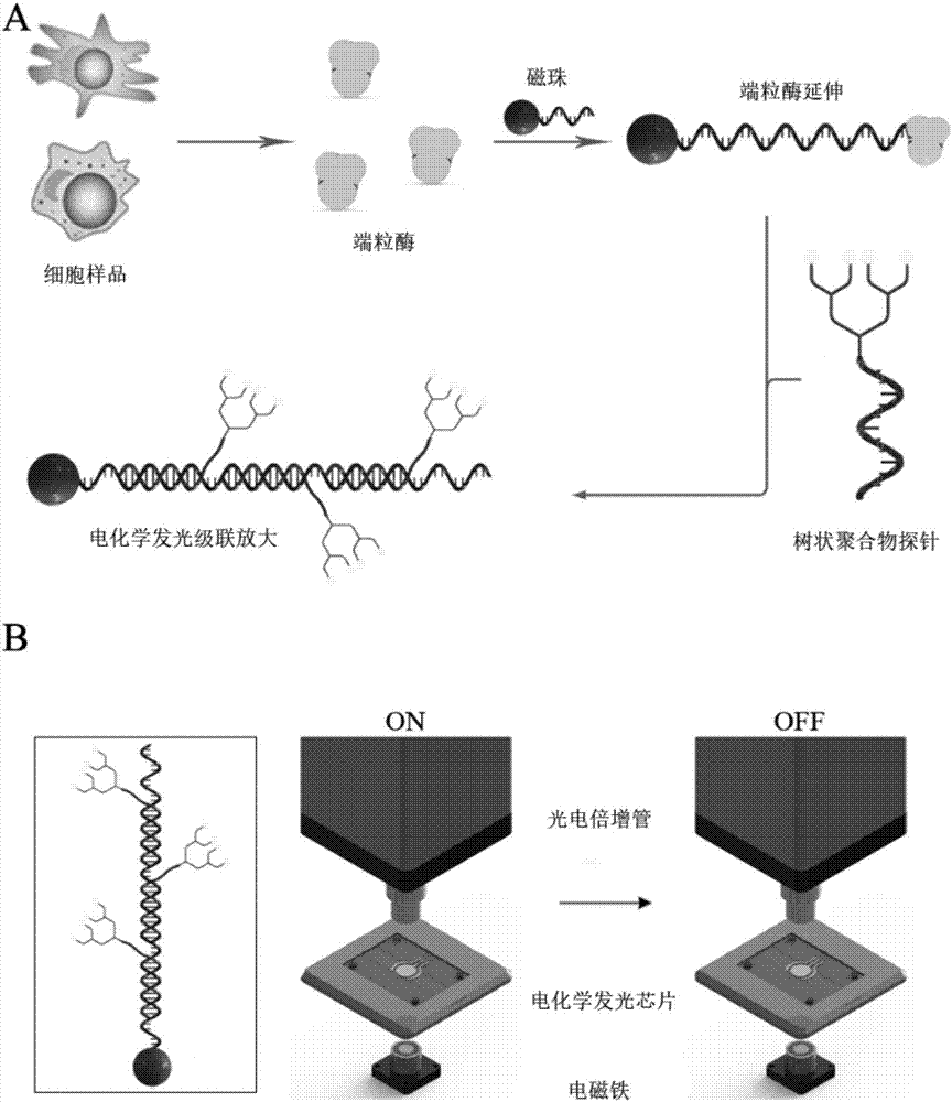 Telomerase activity detection method based on electrochemical luminescence cascade amplification principle