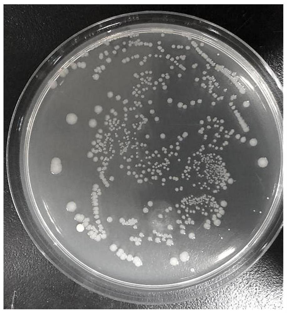 Sodium dodecyl sulfate-bacitracin compound and composite oil displacement agent