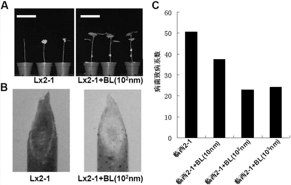 Drug for preventing and controlling plant greensickness