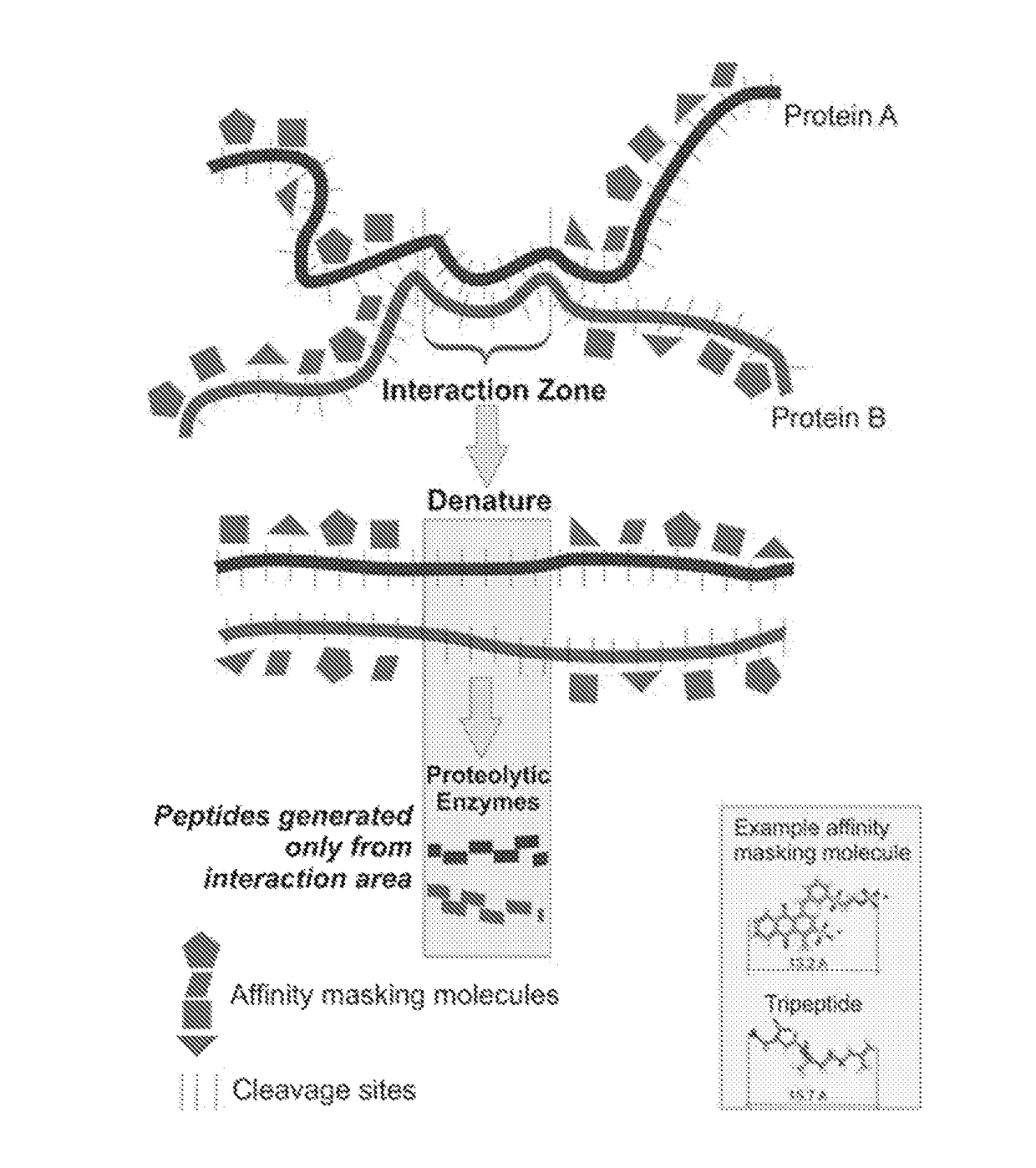 Binding domain mapping