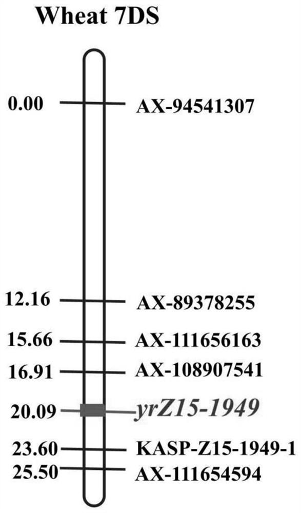 Wheat stripe rust resistance gene yrZ15-1949 as well as molecular marker and application thereof