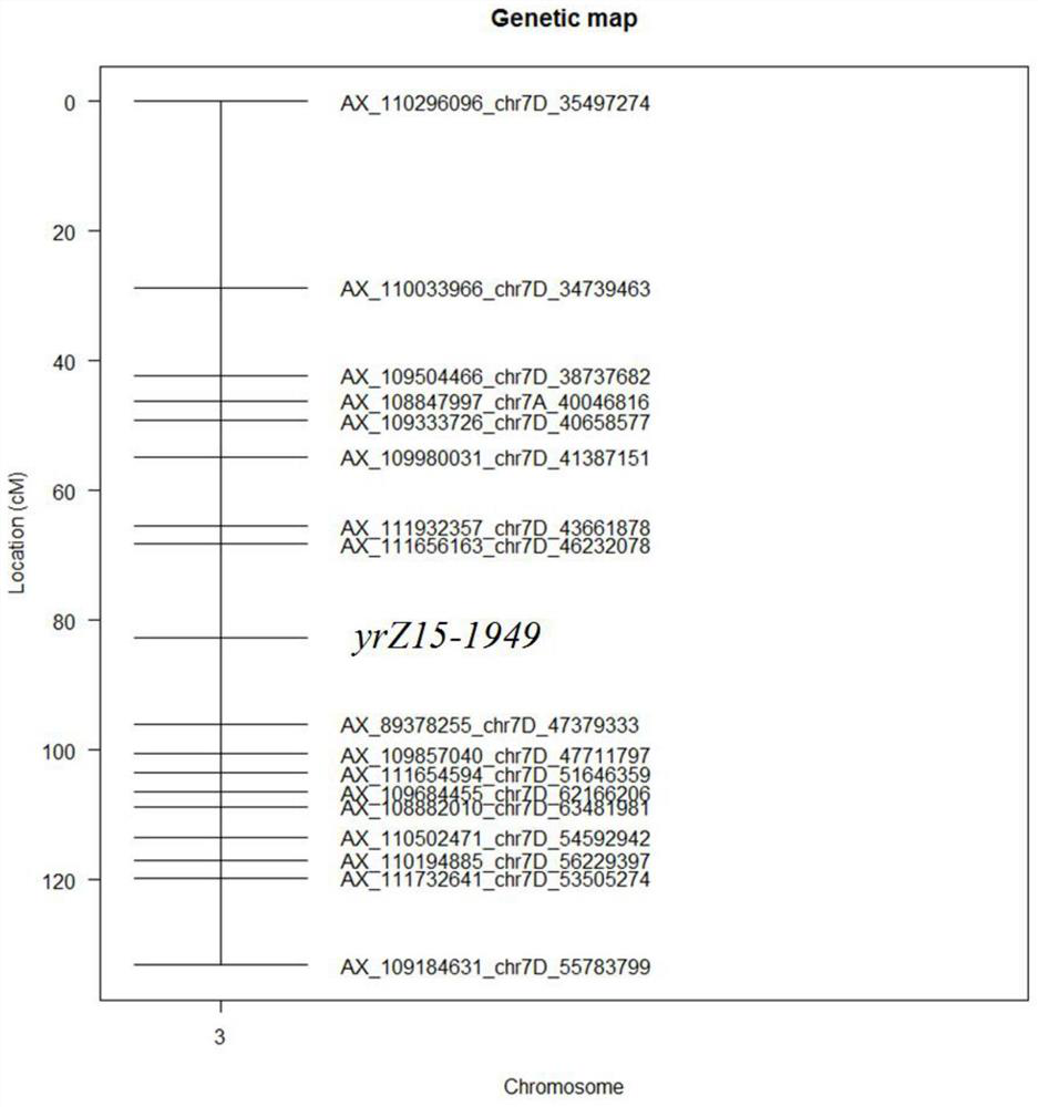 Wheat stripe rust resistance gene yrZ15-1949 as well as molecular marker and application thereof