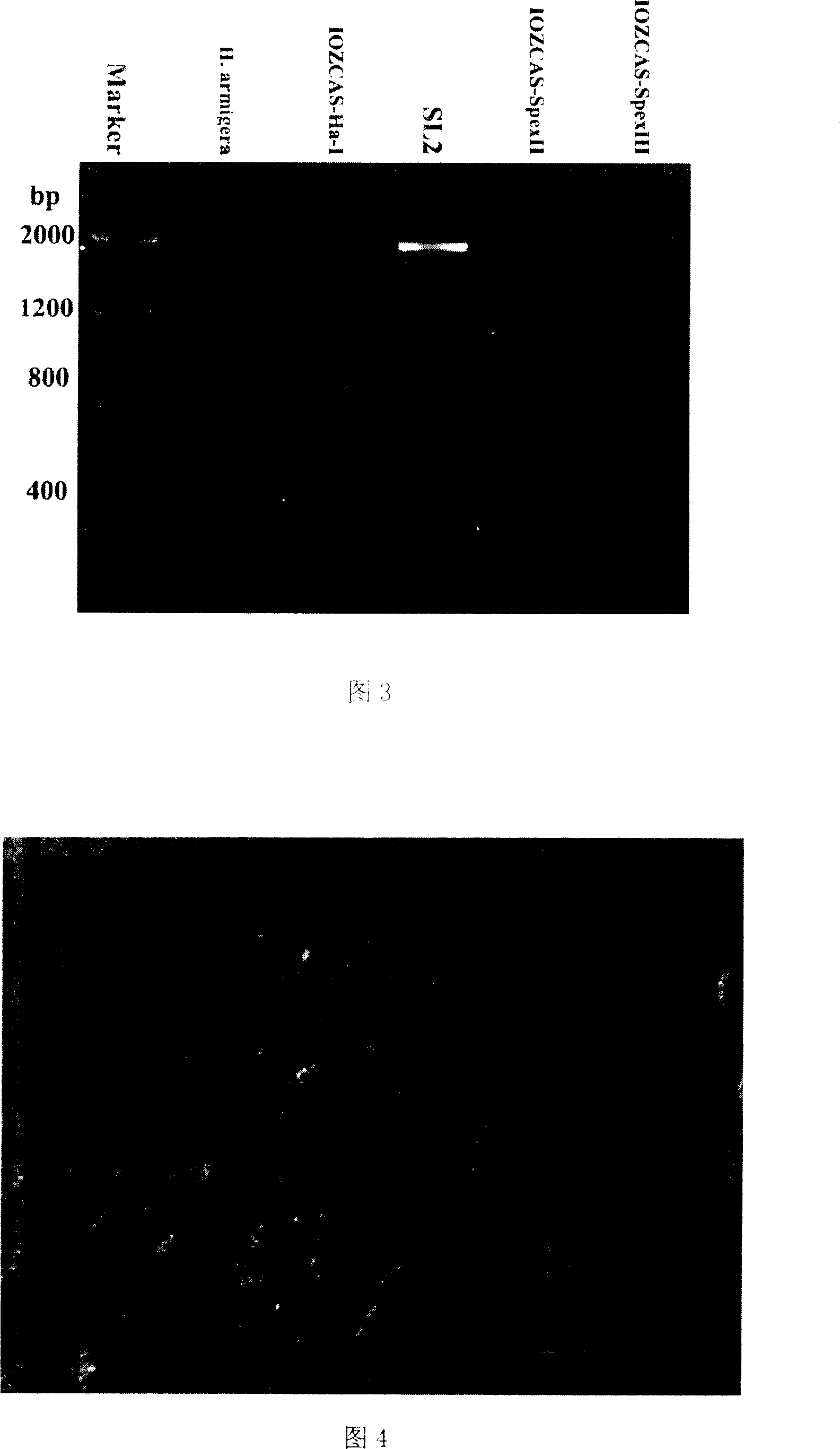 American cotton bollworm yong-insect fatbody cell line of high yield stab-like virus, its constitution and use