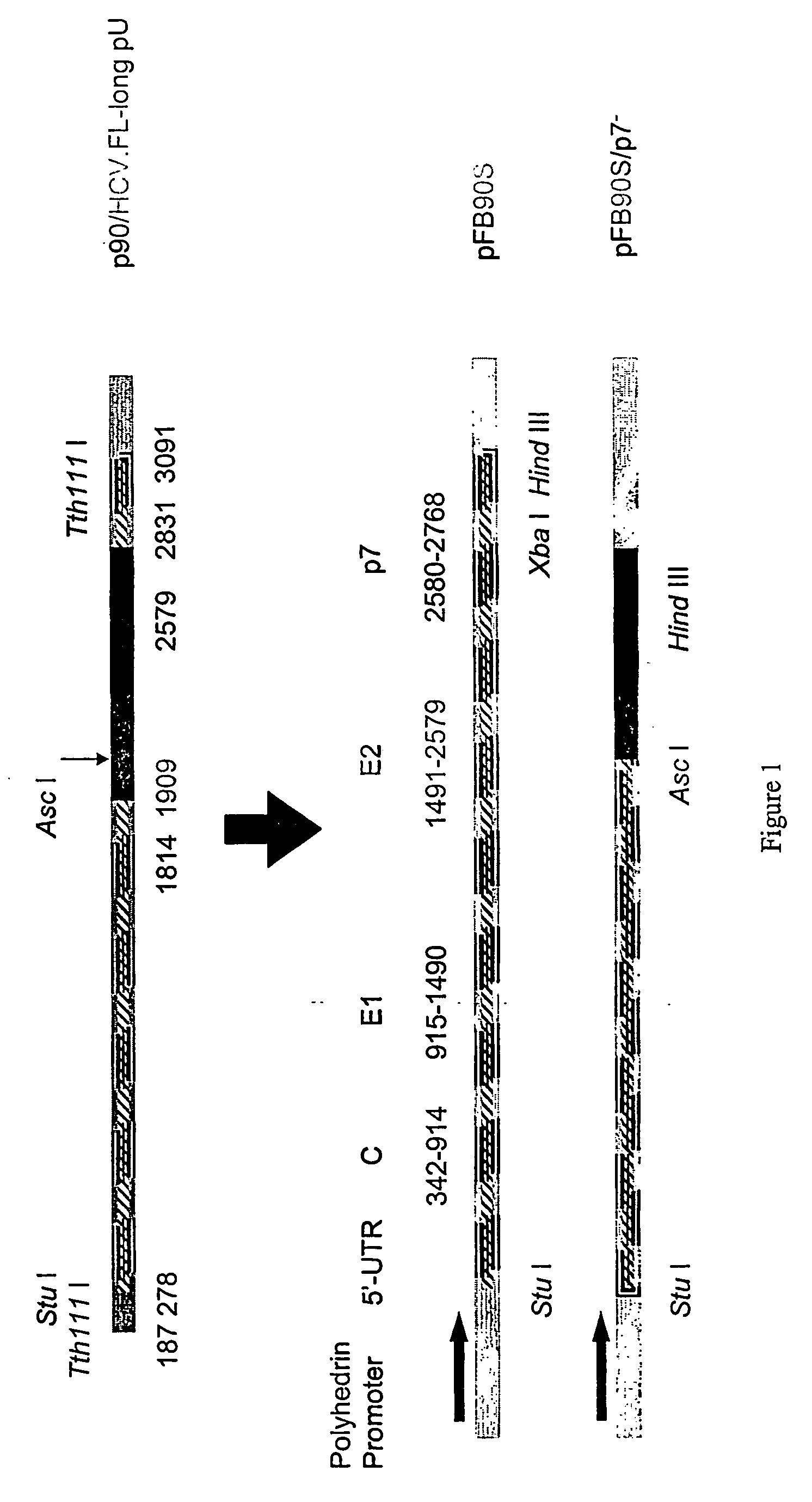 Hepatitis c viral-like particle purification