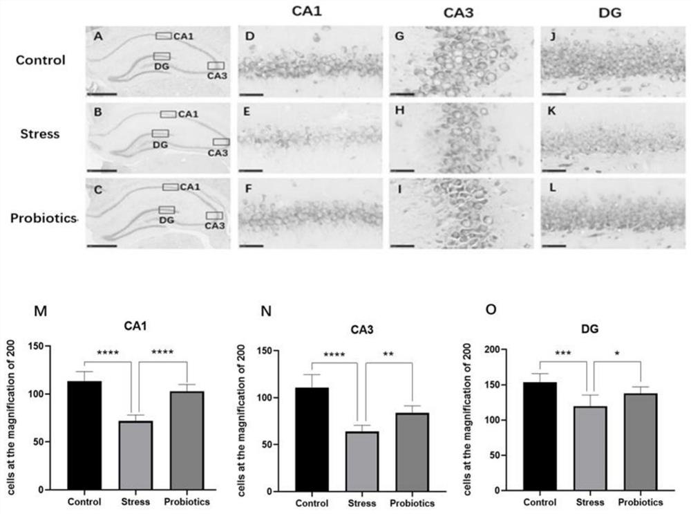 Application of probiotics in preparation of medicine for treating progeny injury caused by pregnancy stress